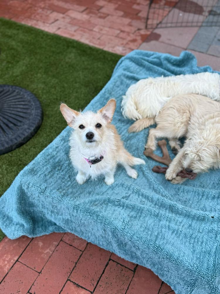 Tiny Dancer, a Adoptable mixed breed in San Diego, CA image 4/5