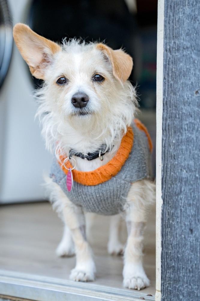 Enlarge Tiny Dancer, a Adoptable mixed breed in San Diego, CA image 5/6