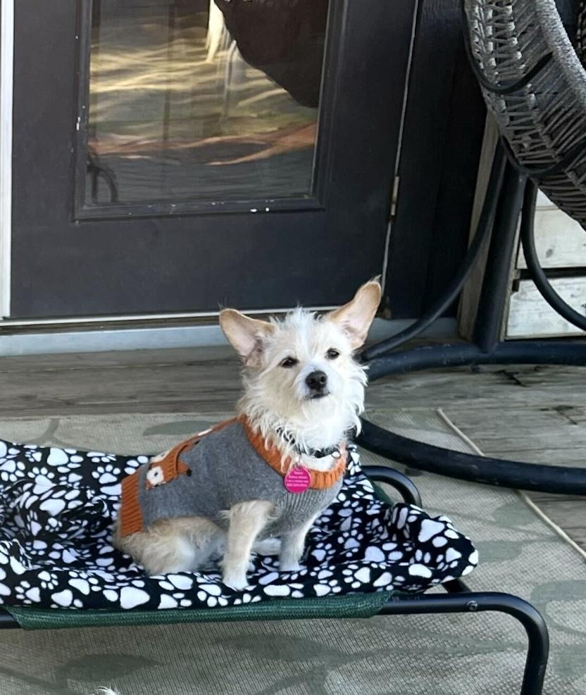 Enlarge Tiny Dancer, a Adoptable mixed breed in San Diego, CA image 6/6