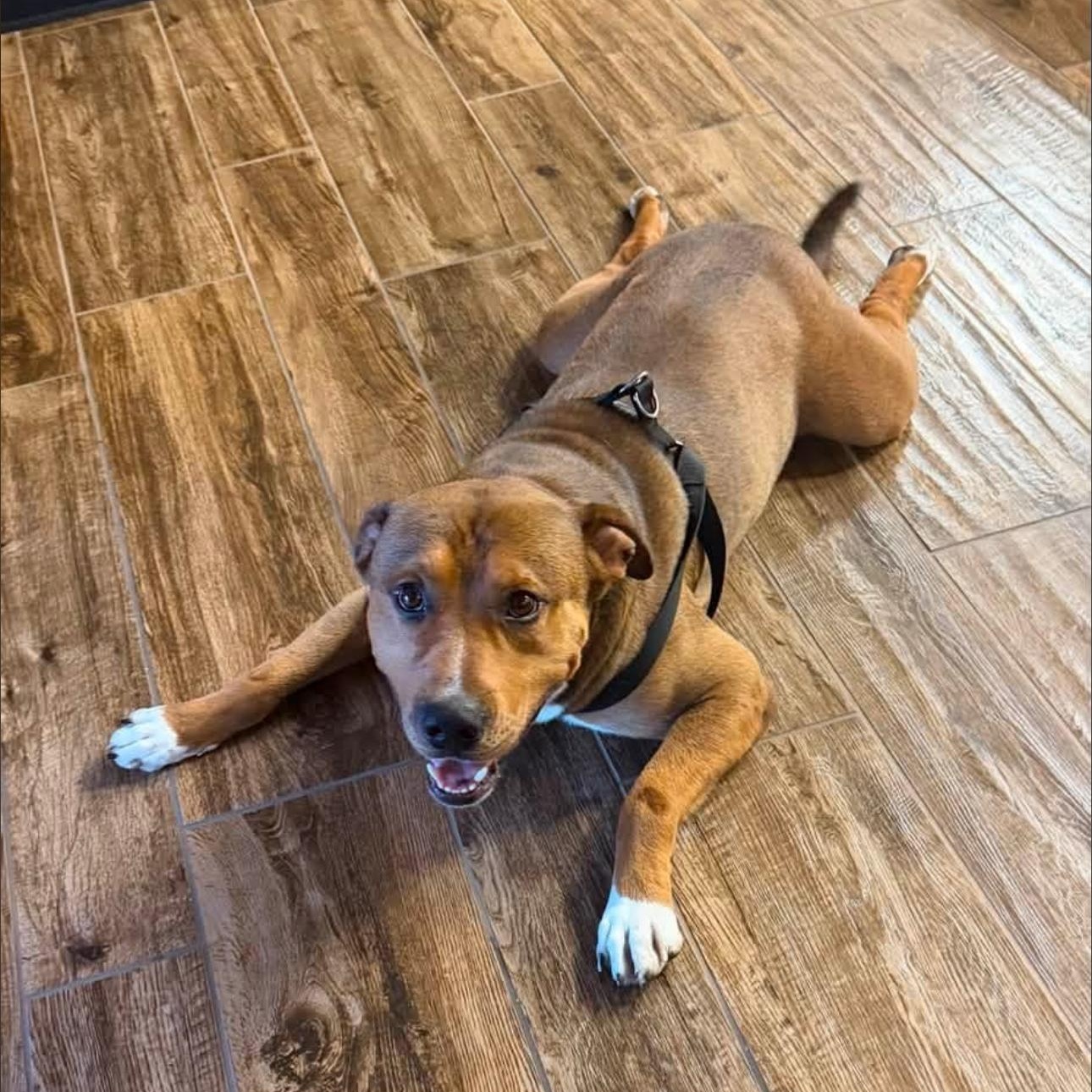 2161 Dexter, Adoptable, Adult Male Pit Bull Terrier.