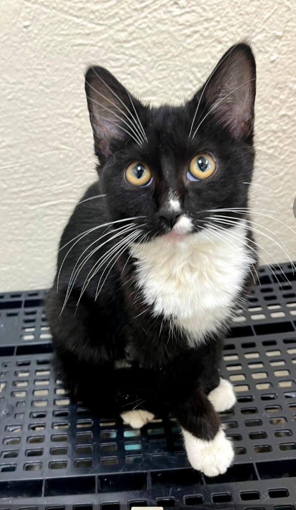 Enlarge Bellatrix, a Adoptable mixed breed in Pratt, KS image 1/1