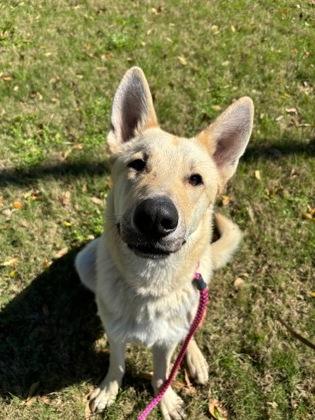 Dingo