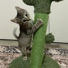 Enlarge Joe, an adopted mixed breed in Germansville, PA image 4/4