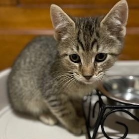 Joe, adopted, Kitten Male Domestic Short Hair & Tabby.