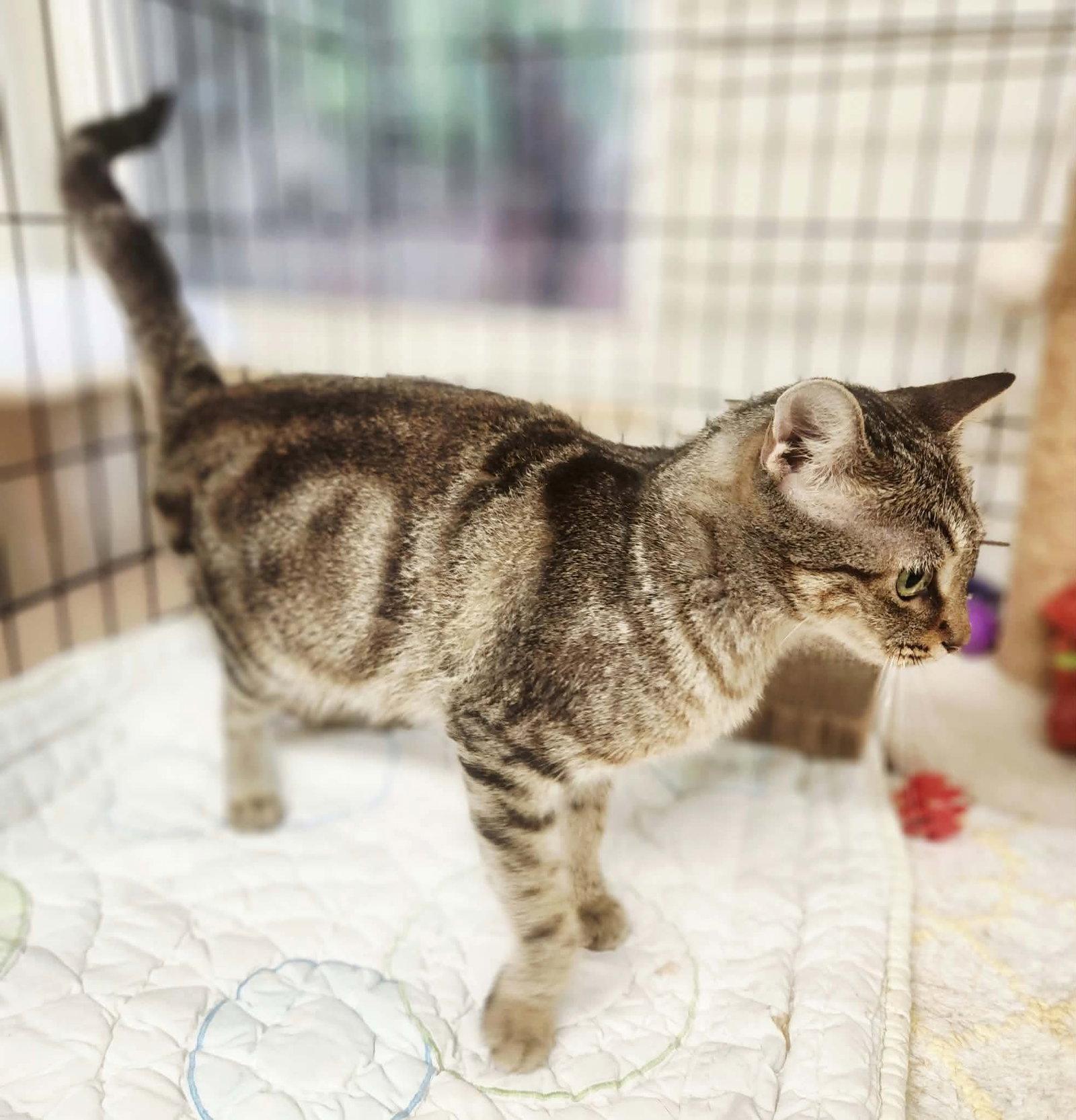 Macchiato, Adoptable, Adult Female Domestic Short Hair.