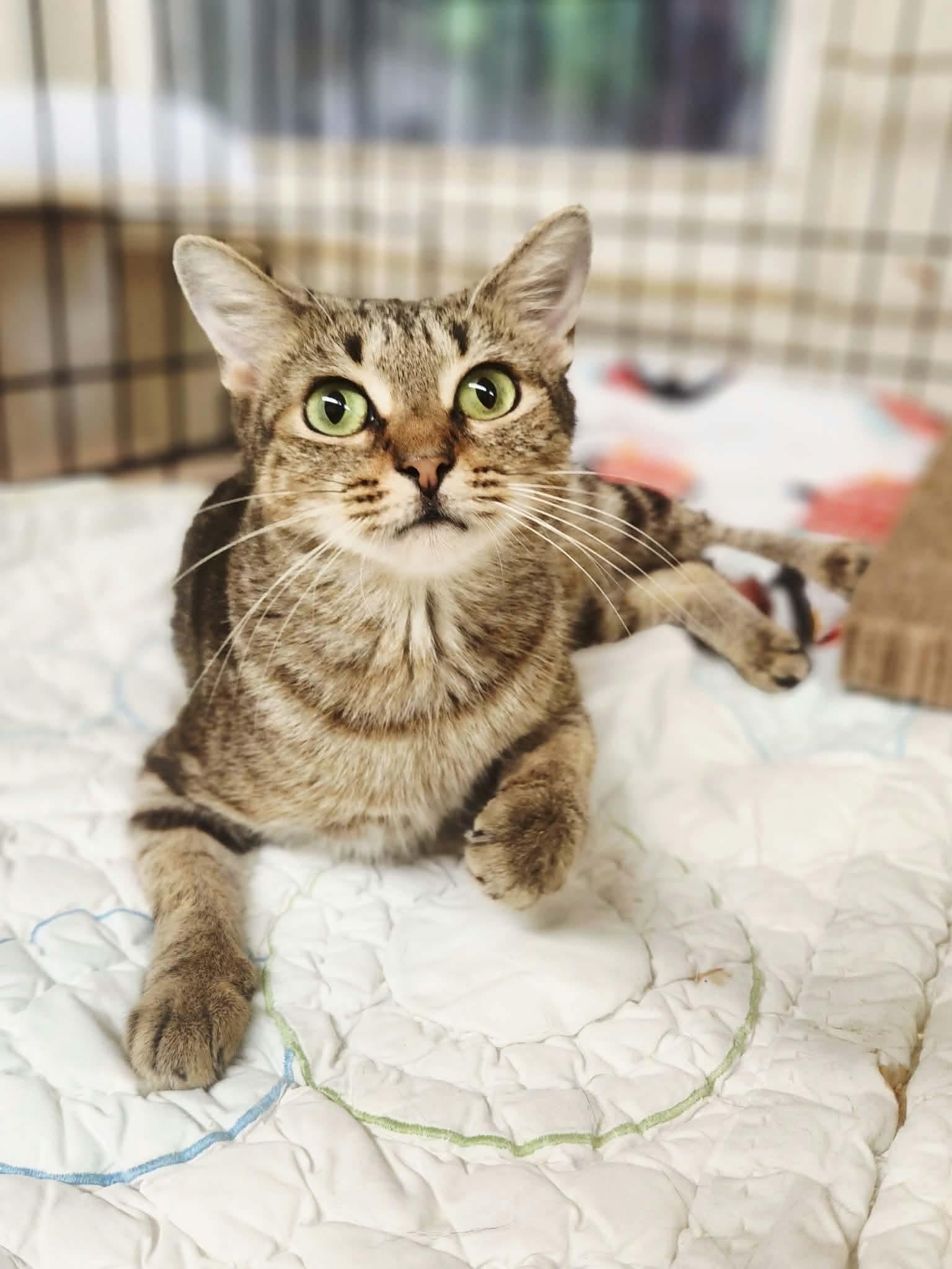 Enlarge Macchiato, a Adoptable Domestic Short Hair in Social Circle, GA image 2/3