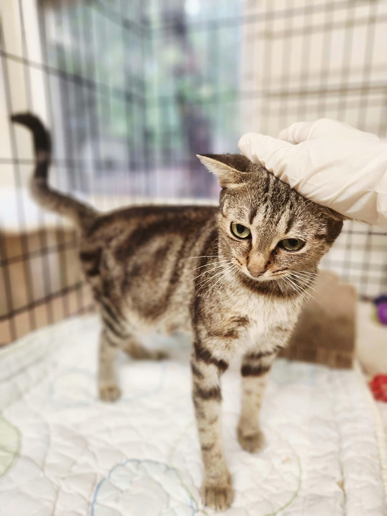 Enlarge Macchiato, a Adoptable Domestic Short Hair in Social Circle, GA image 3/3