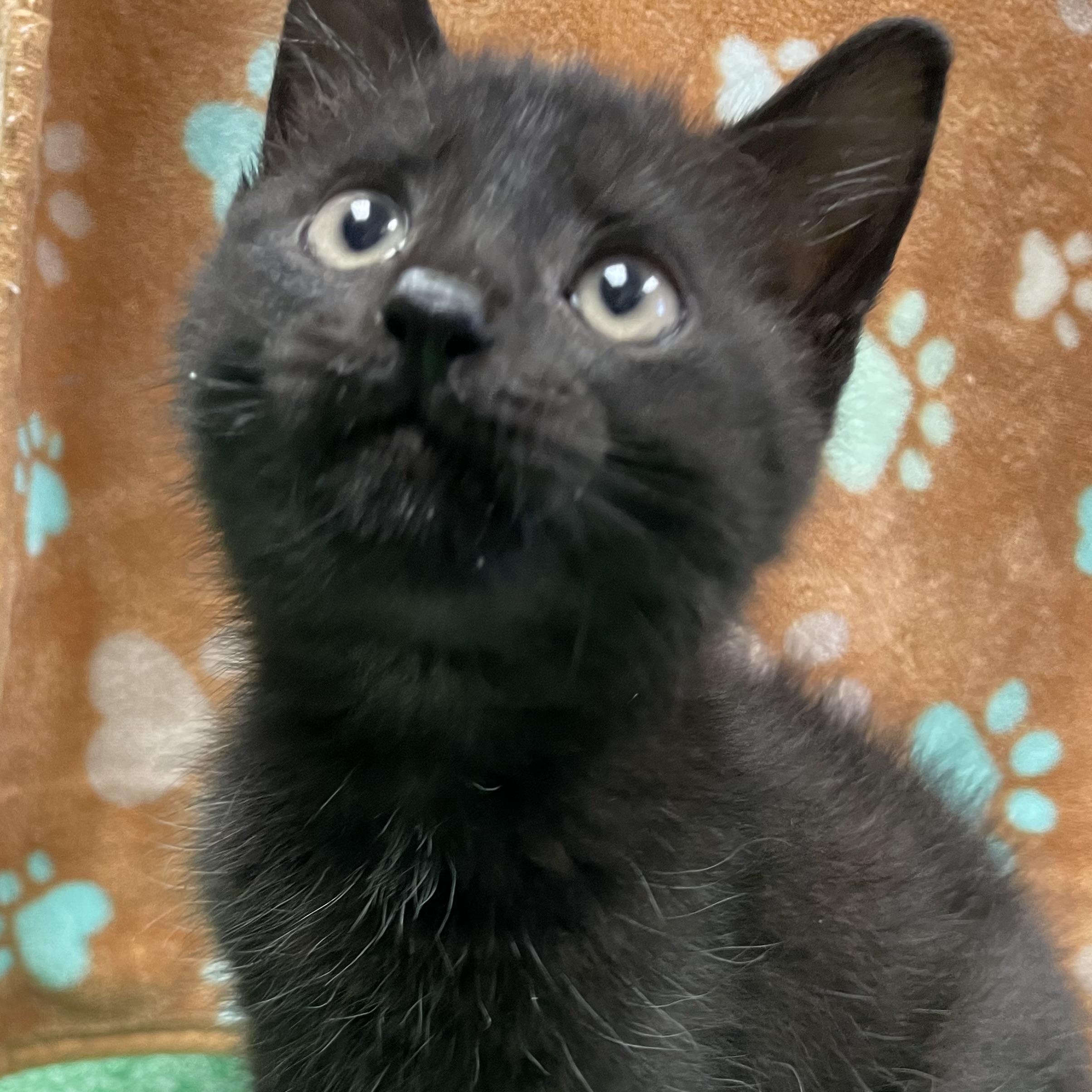 Ozzy, a ADOPTABLE Domestic Short Hair in Edinburg, VA image 2/2