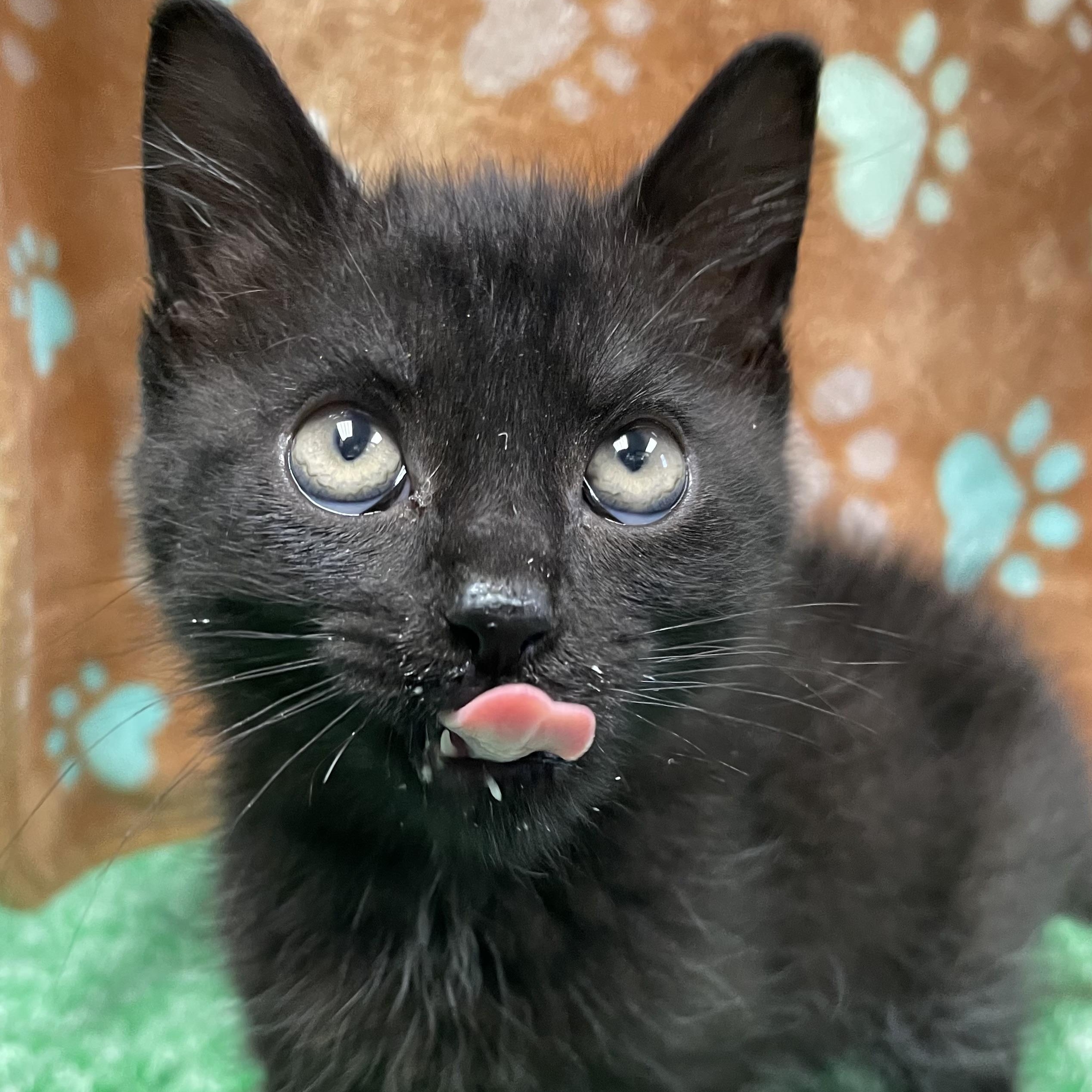 Ozzy, ADOPTABLE, Kitten Male Domestic Short Hair.