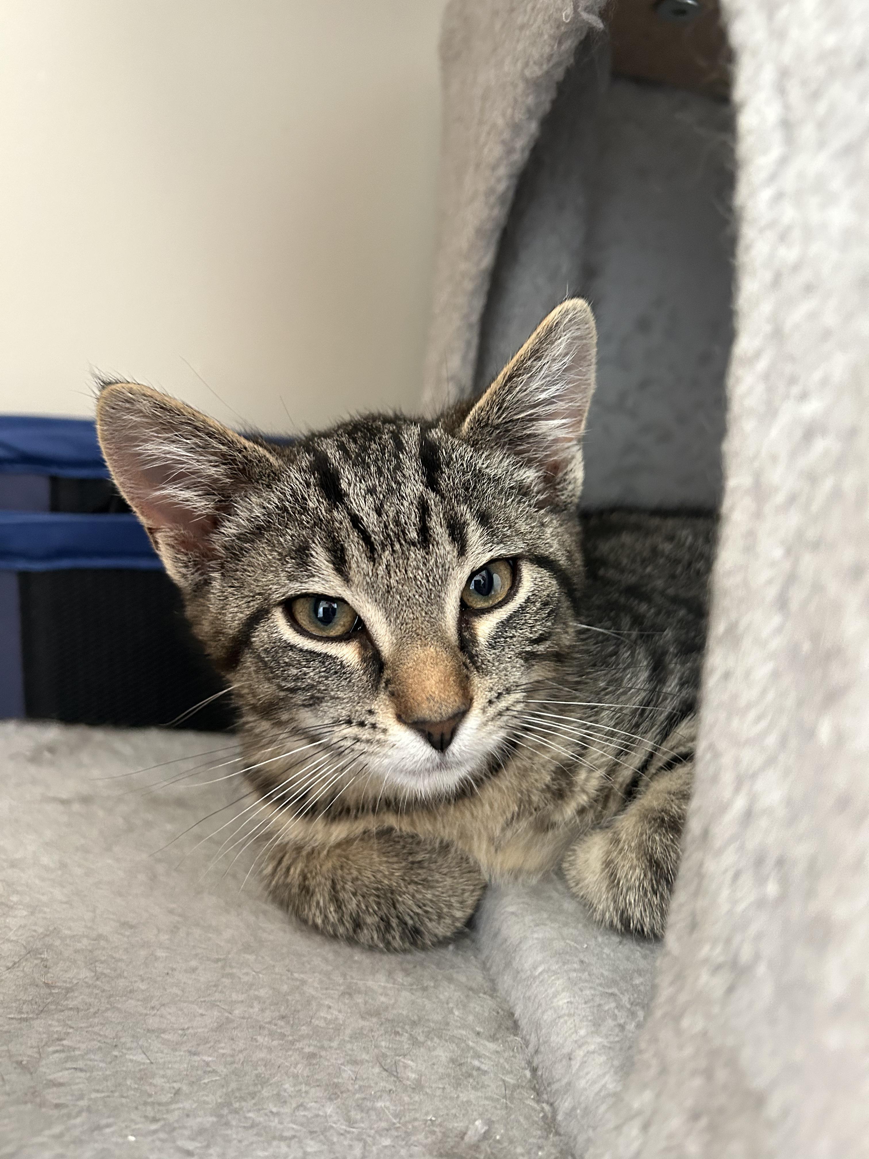 Enlarge Ace, a Adoptable mixed breed in Cranberry Township, PA image 2/2