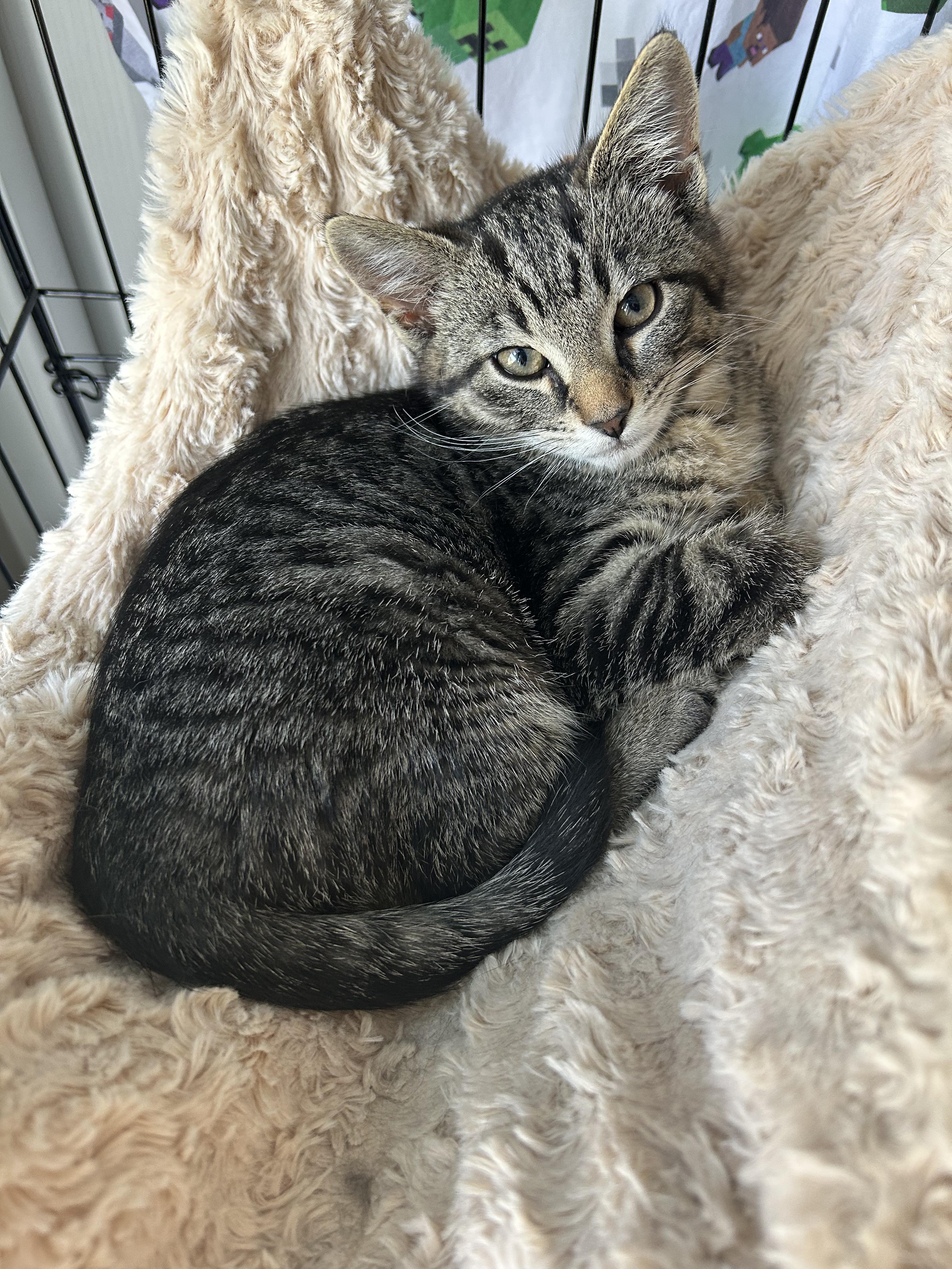 Enlarge Ace, a Adoptable mixed breed in Cranberry Township, PA image 1/2