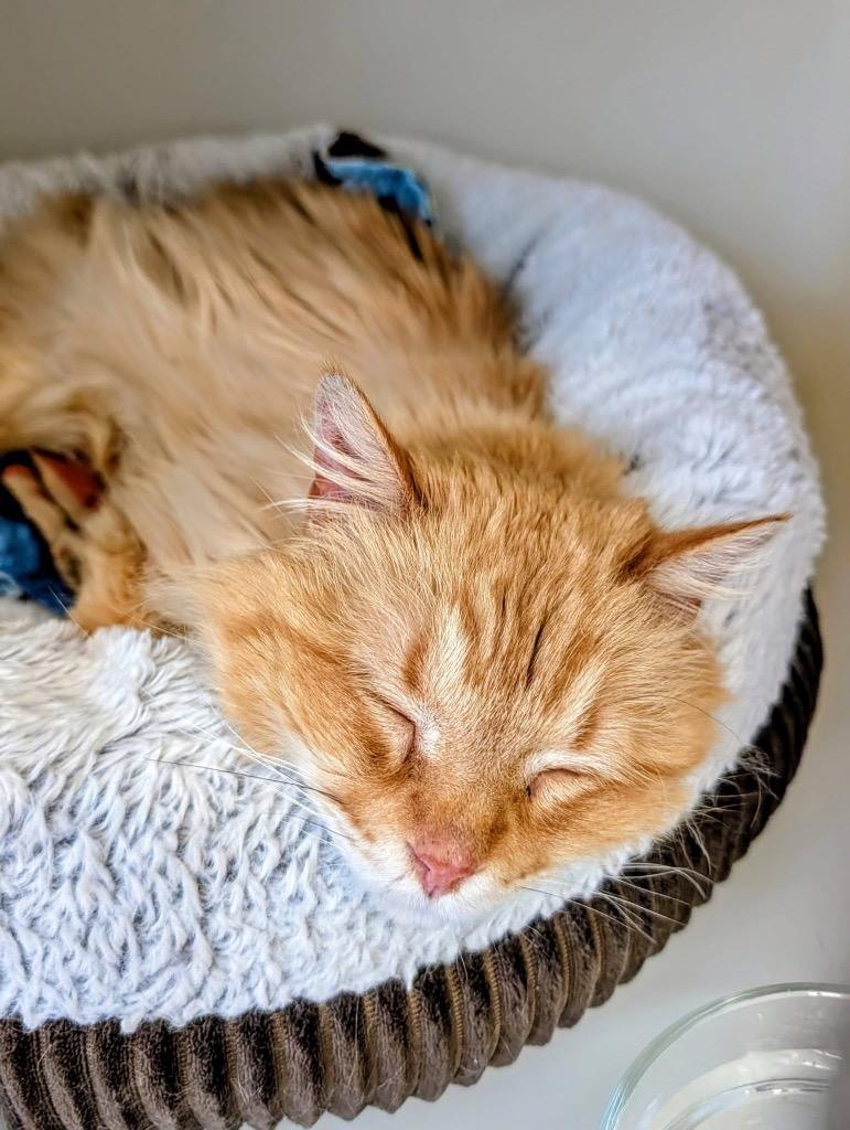 Enlarge Mr. Jangles, a Adoptable mixed breed in Menomonie, WI image 1/2