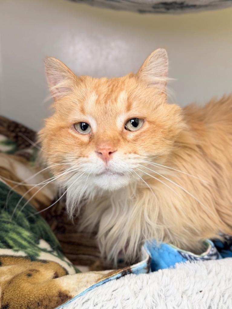 Enlarge Mr. Jangles, a Adoptable mixed breed in Menomonie, WI image 2/2