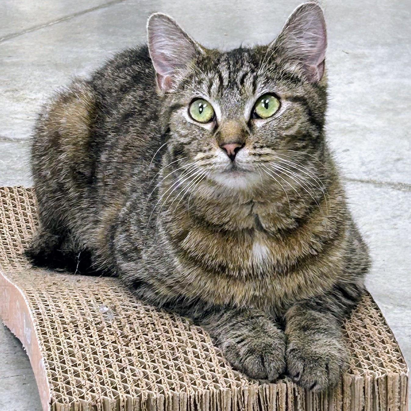 Tinsel, Adoptable, Adult Male Domestic Short Hair & Tabby.