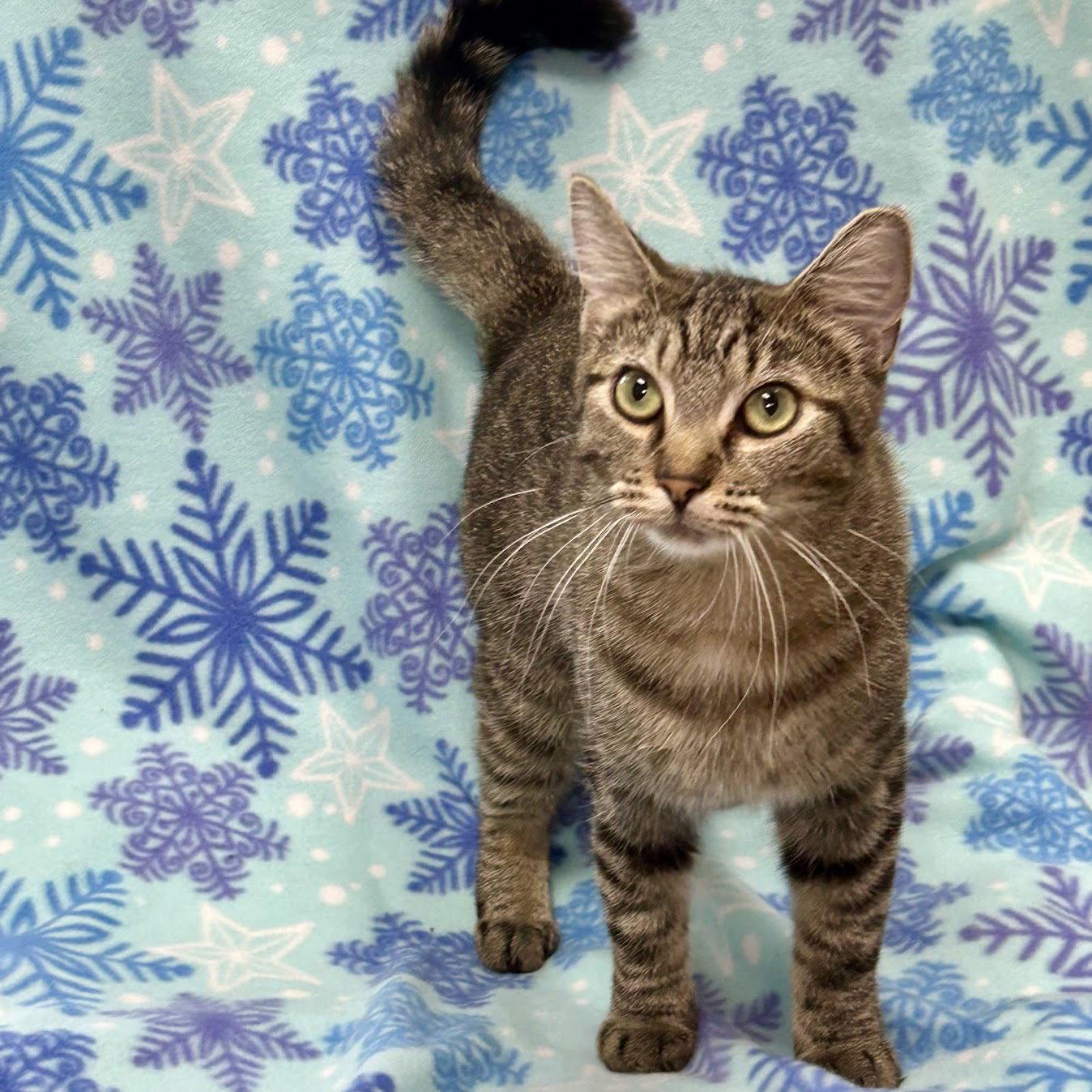 Enlarge Tinsel, a Adoptable mixed breed in Norwood, OH image 2/2