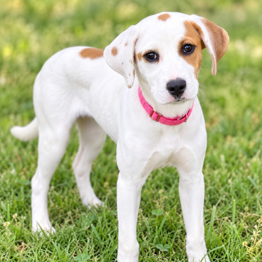 Luna, Adopted, Puppy Female Great Pyrenees & Hound.