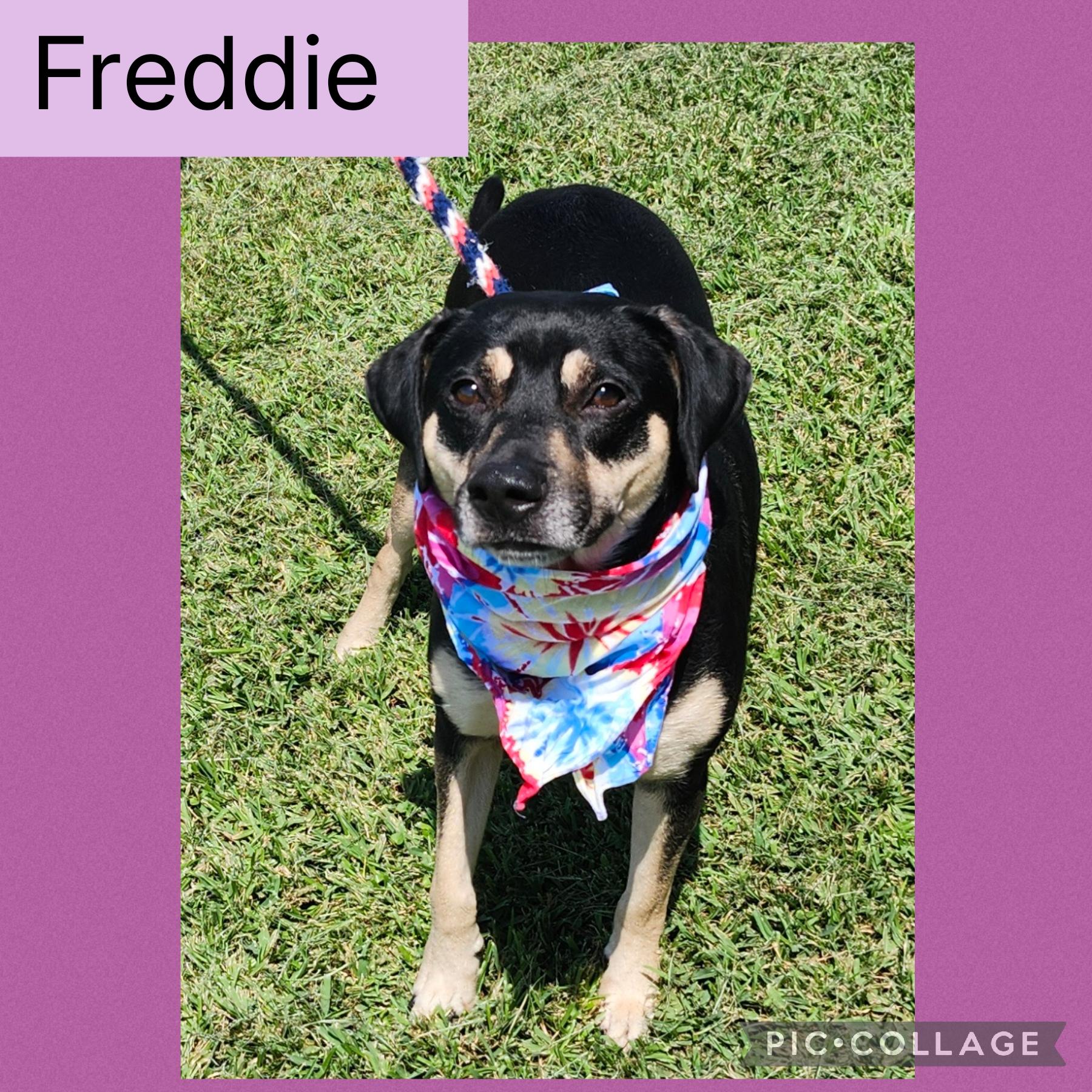 Freddy