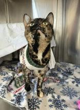 Charmmy Kitty, ADOPTABLE, Adult Female Domestic Short Hair.