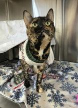 Charmmy Kitty, a ADOPTABLE Domestic Short Hair in Appleton, WI image 2/3