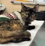 Charmmy Kitty, a ADOPTABLE Domestic Short Hair in Appleton, WI image 3/3