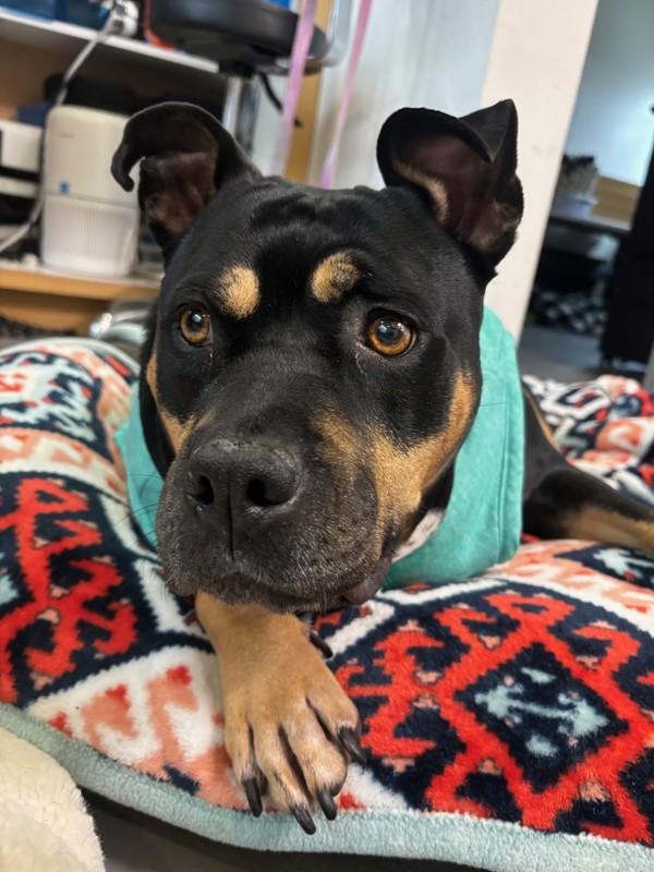 Mae, Adoptable, Adult Female Staffordshire Bull Terrier & Mixed Breed.