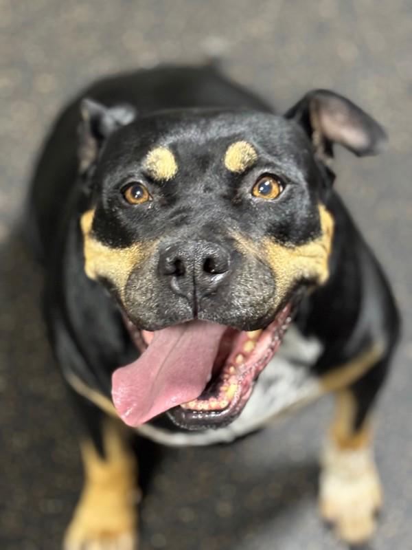 Enlarge Mae, a Adoptable mixed breed in Santa Rosa, CA image 2/6