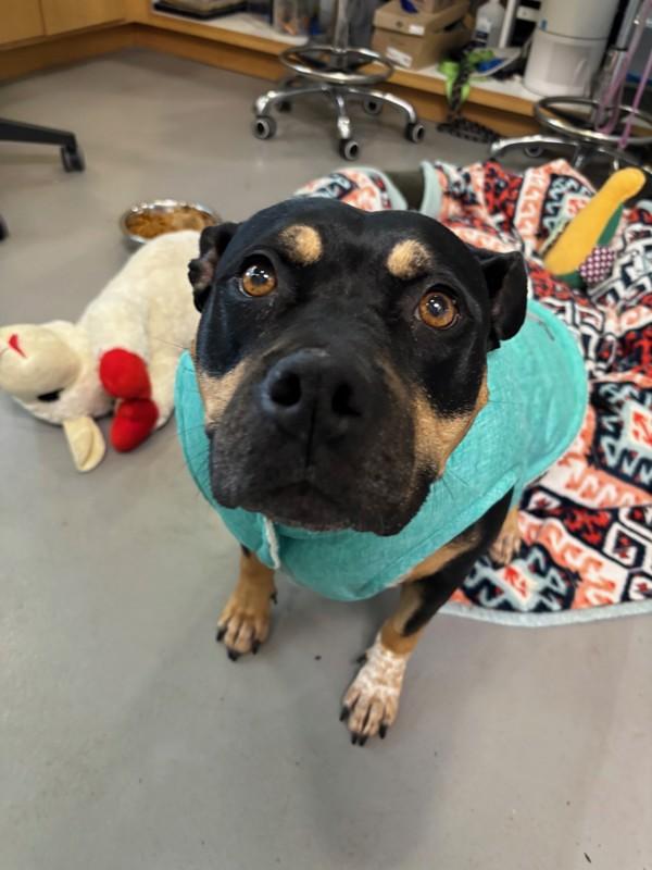 Enlarge Mae, a Adoptable mixed breed in Santa Rosa, CA image 3/6