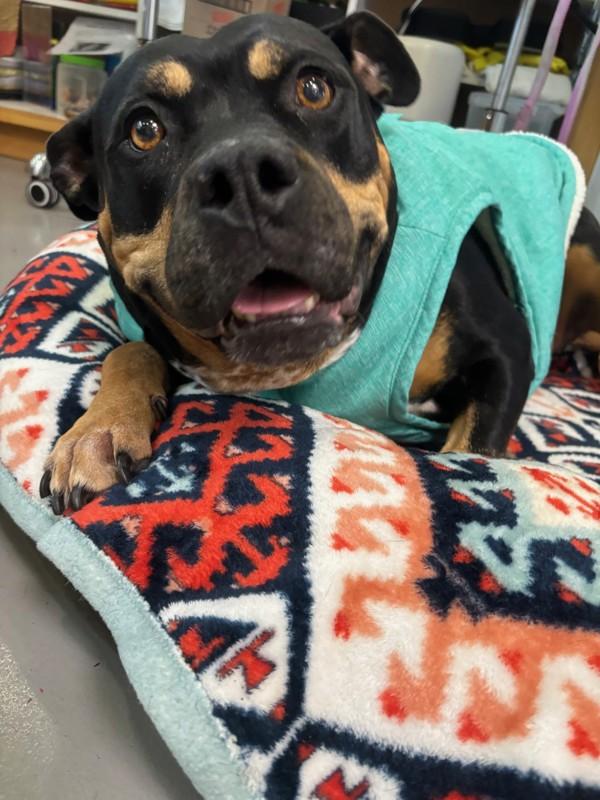 Enlarge Mae, a Adoptable mixed breed in Santa Rosa, CA image 4/6