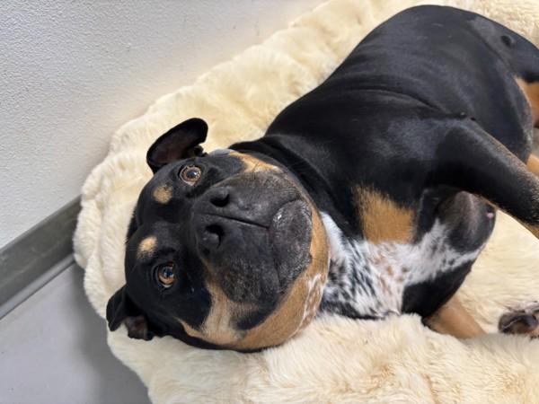 Enlarge Mae, a Adoptable mixed breed in Santa Rosa, CA image 5/6