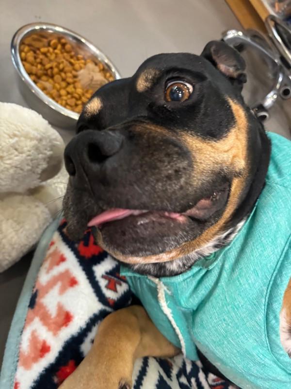 Enlarge Mae, a Adoptable mixed breed in Santa Rosa, CA image 6/6