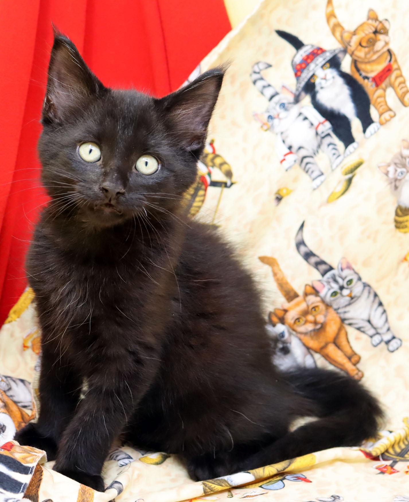 Squirt, an adopted Domestic Medium Hair in Tierra Verde, FL image 3/3