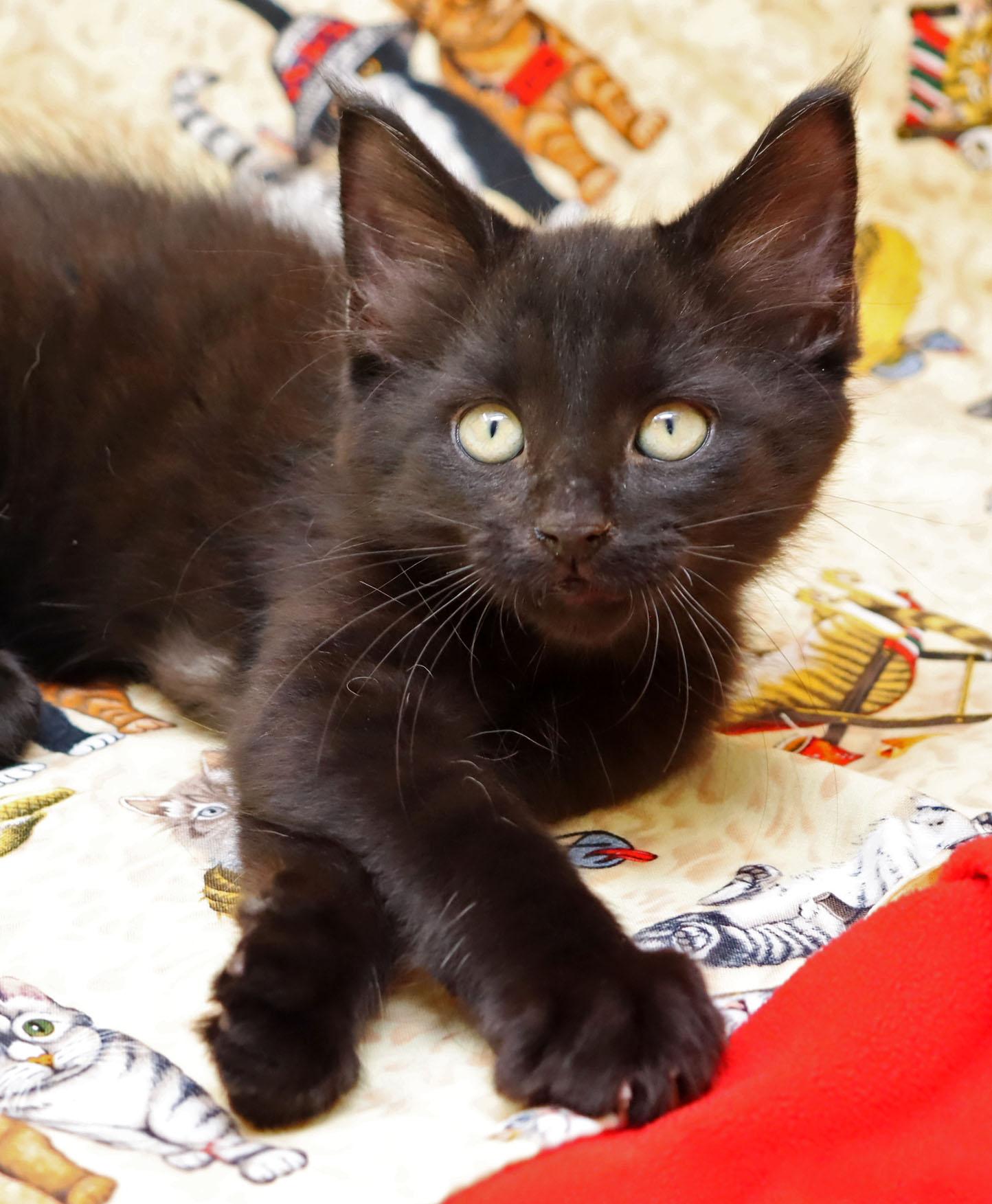 Squirt, adopted, Kitten Male Domestic Medium Hair.