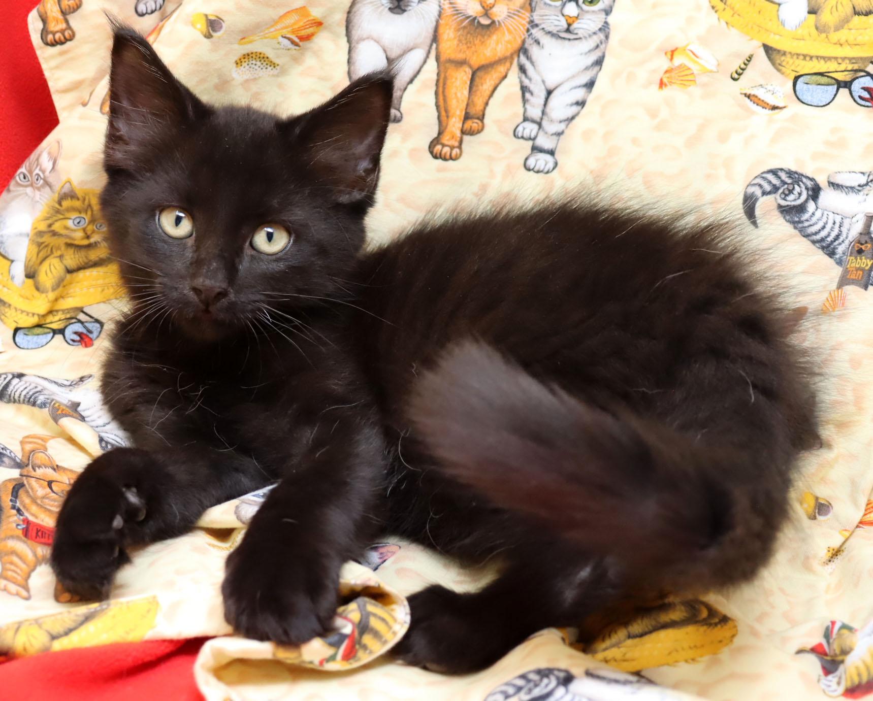 Squirt, an adopted Domestic Medium Hair in Tierra Verde, FL image 2/3