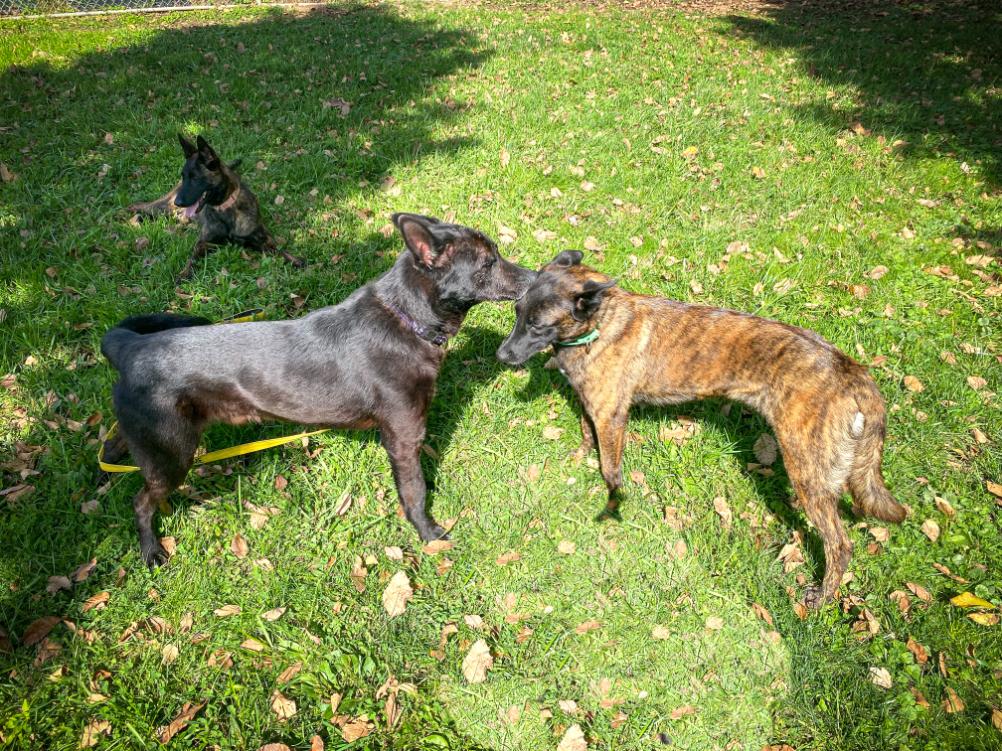 Jett, Adoptable, Adult Male German Shepherd Dog & Dutch Shepherd.