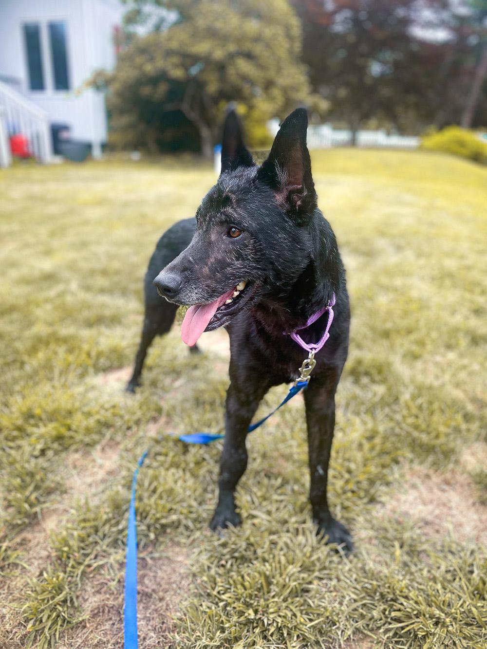 Enlarge Jett, a Adoptable mixed breed in Millburn, NJ image 6/6