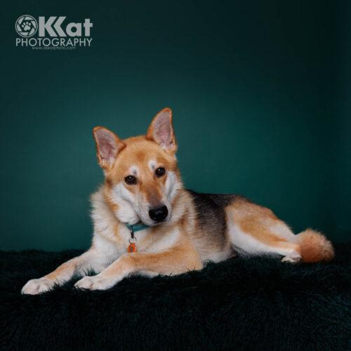 Ginger, Adoptable, Adult Female German Shepherd Dog & Akita.