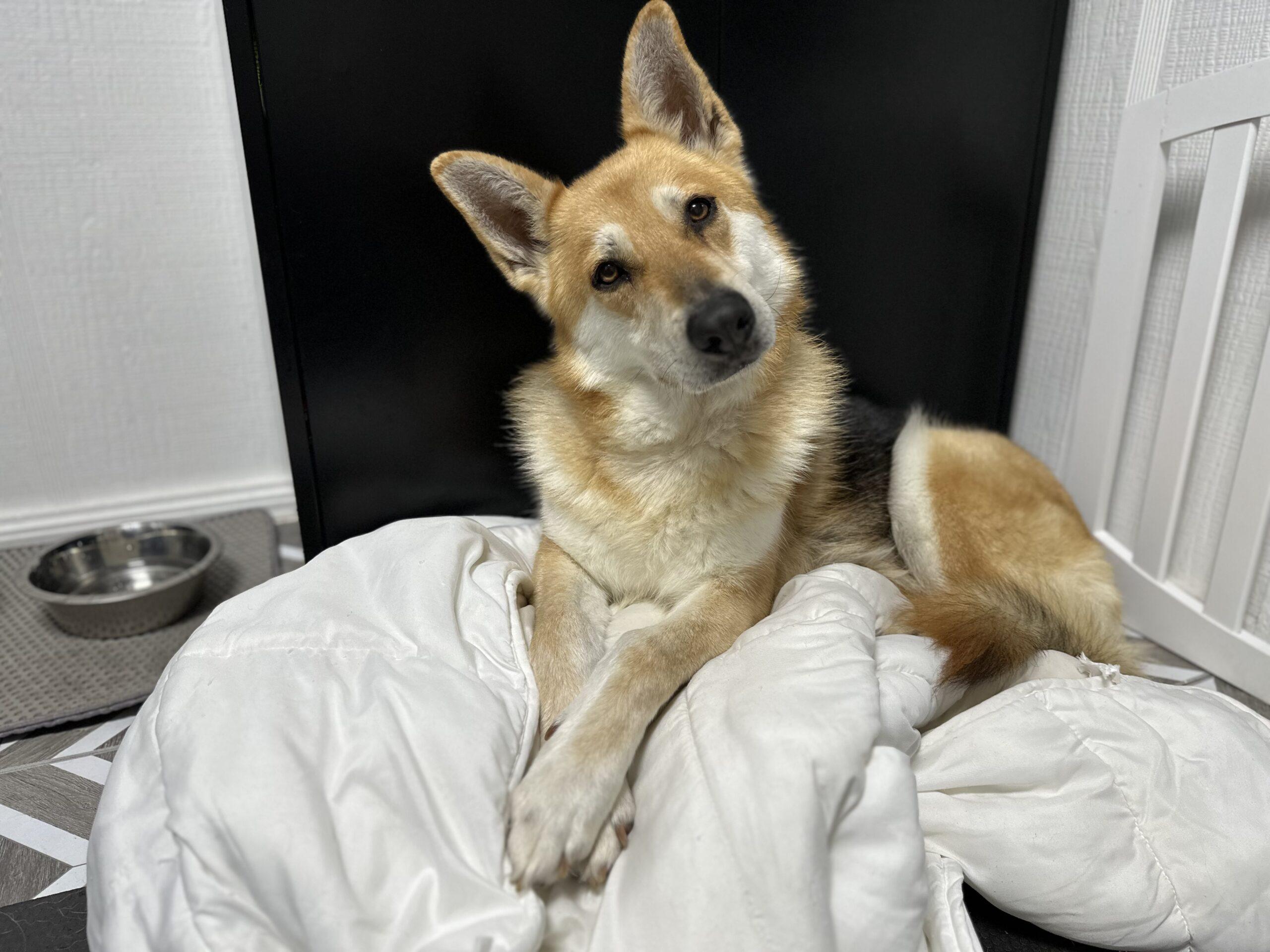 Enlarge Ginger, a Adoptable mixed breed in Edmond, OK image 1/6