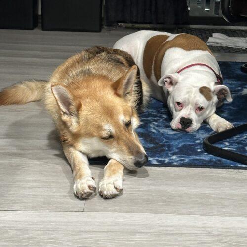 Ginger, Adoptable, Adult Female German Shepherd Dog & Akita.