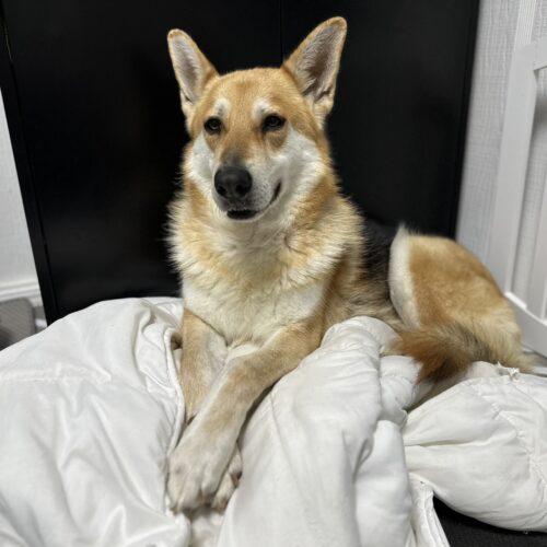 Ginger, Adoptable, Adult Female German Shepherd Dog & Akita.