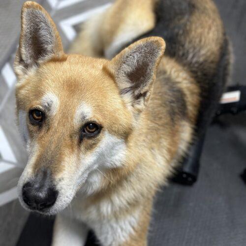Enlarge Ginger, a Adoptable mixed breed in Edmond, OK image 3/6