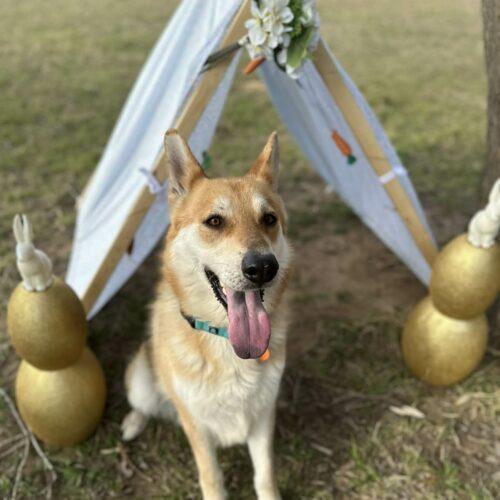 Enlarge Ginger, a Adoptable mixed breed in Edmond, OK image 2/5