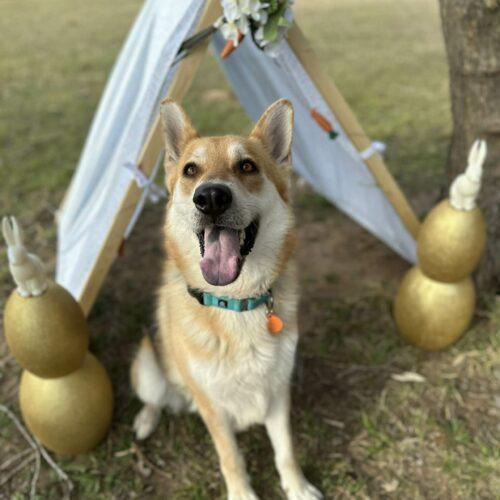 Enlarge Ginger, a Adoptable mixed breed in Edmond, OK image 3/5