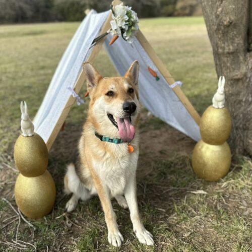 Enlarge Ginger, a Adoptable mixed breed in Edmond, OK image 4/5