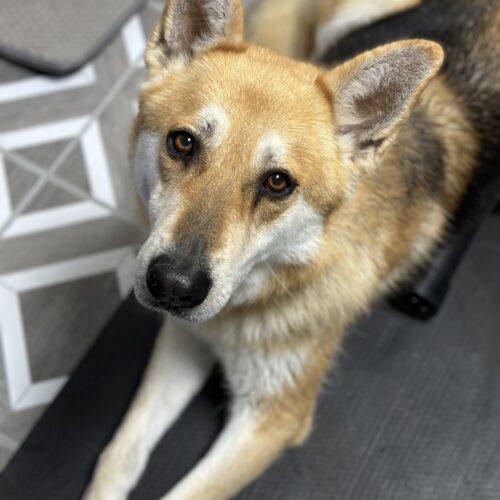 Enlarge Ginger, a Adoptable mixed breed in Edmond, OK image 4/6