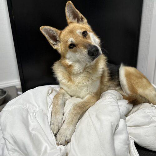 Enlarge Ginger, a Adoptable mixed breed in Edmond, OK image 5/6