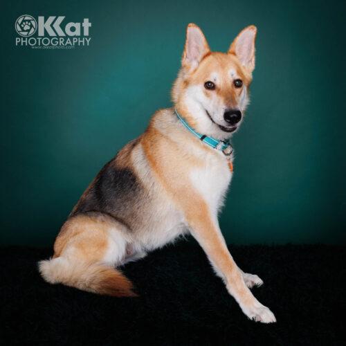 Ginger, a Adoptable mixed breed in Edmond, OK image 5/5