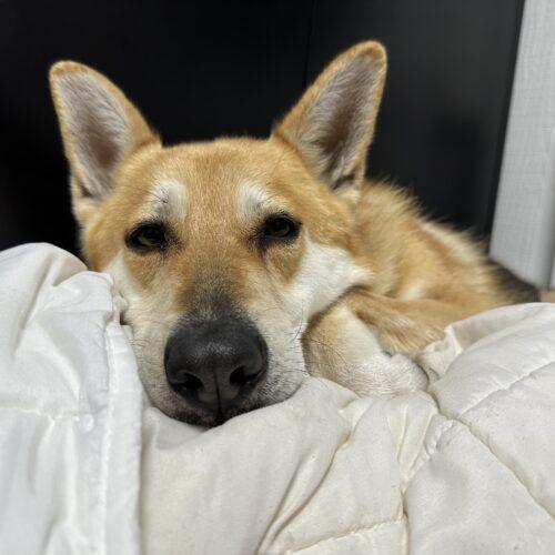 Enlarge Ginger, a Adoptable mixed breed in Edmond, OK image 6/6