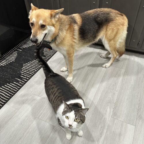 Enlarge Ginger, a Adoptable mixed breed in Edmond, OK image 5/5