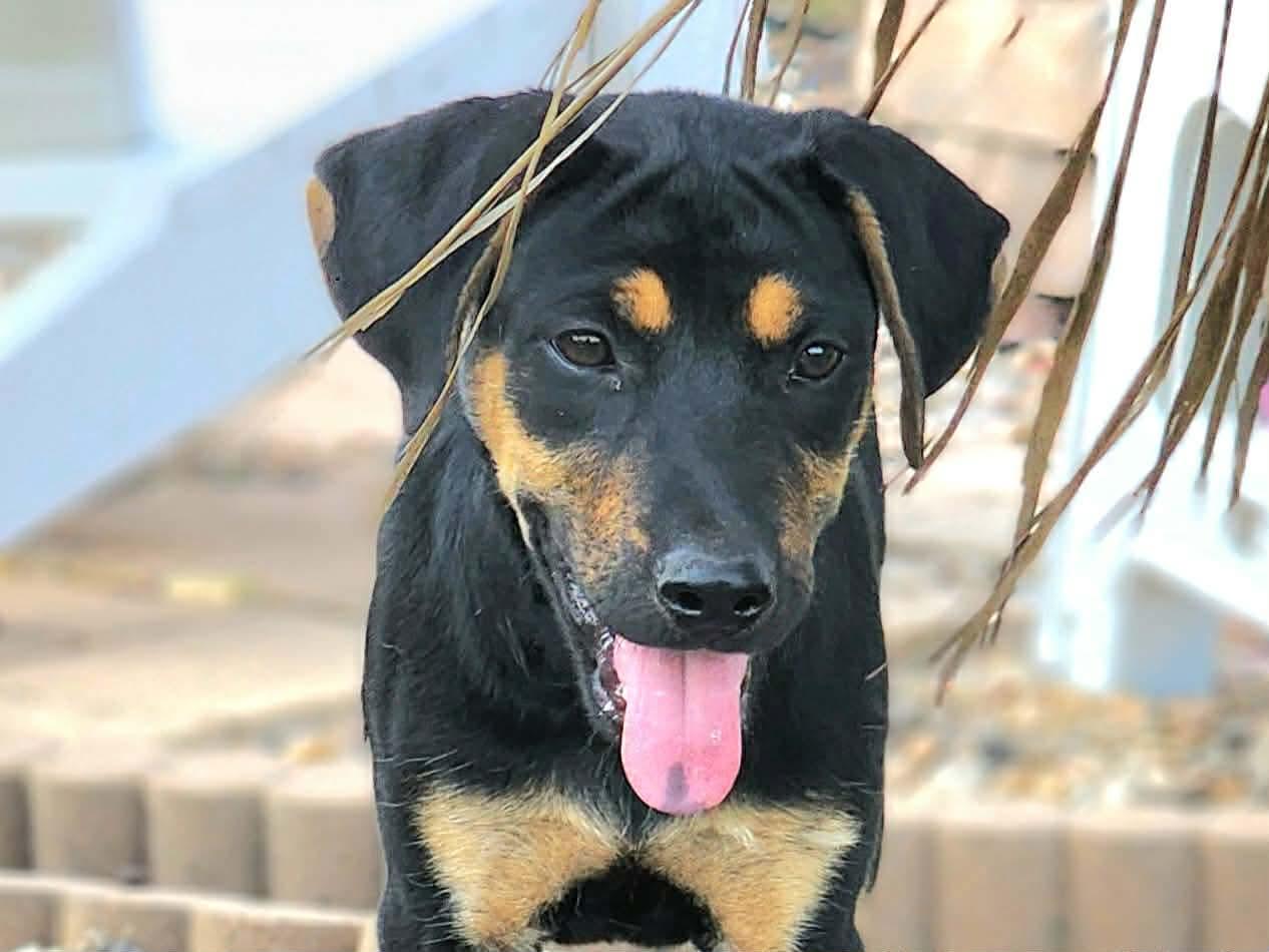 Enlarge Laverne , a Adoptable mixed breed in Pittsburgh, PA image 5/6