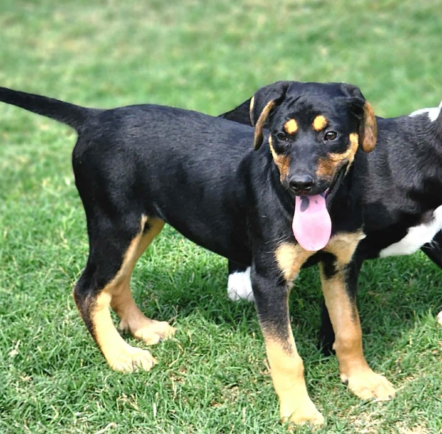 Enlarge Laverne , a Adoptable mixed breed in Pittsburgh, PA image 2/6